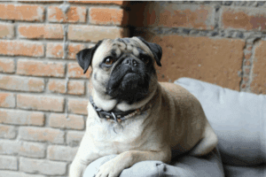 How to Keep Your Burlington Home Spotless with Pets